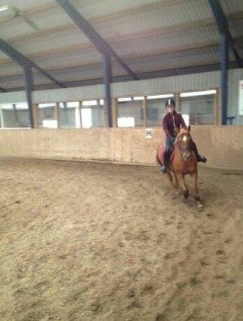 Anden særlig race Laika <3  - Søde Laika til dressurtræning, for et godt stykke tid siden :) billede 3