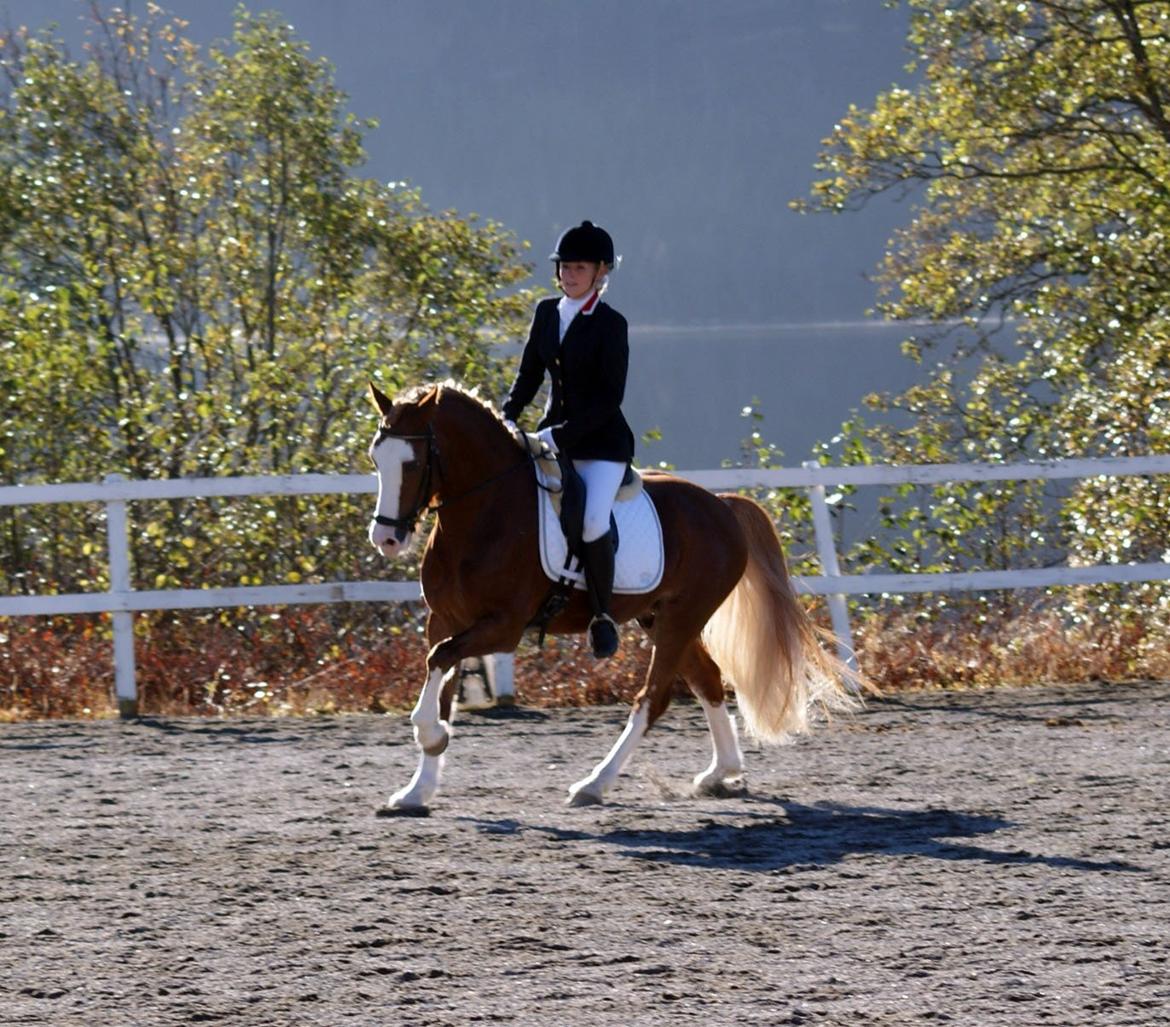 Welsh Cob (sec D) Oppheims Lorenzo - 65.2 i Lc dressur billede 13