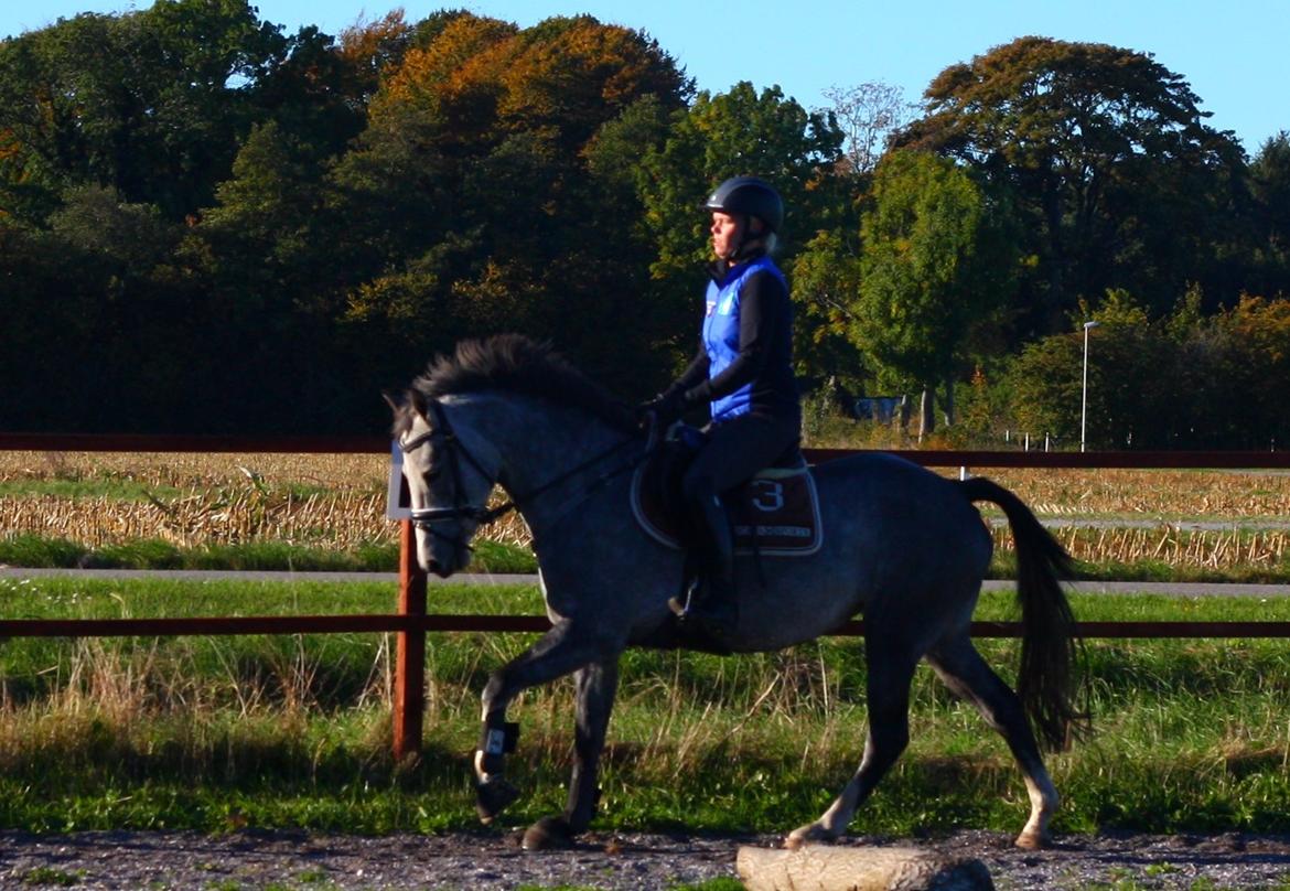 New Forest Egeballes Suzuki. billede 12