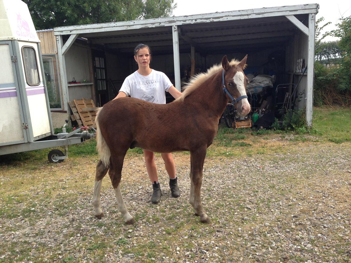 DSP Zippo on fire billede 11