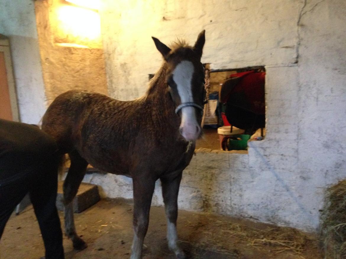 DSP Zippo on fire - nusse tid billede 12