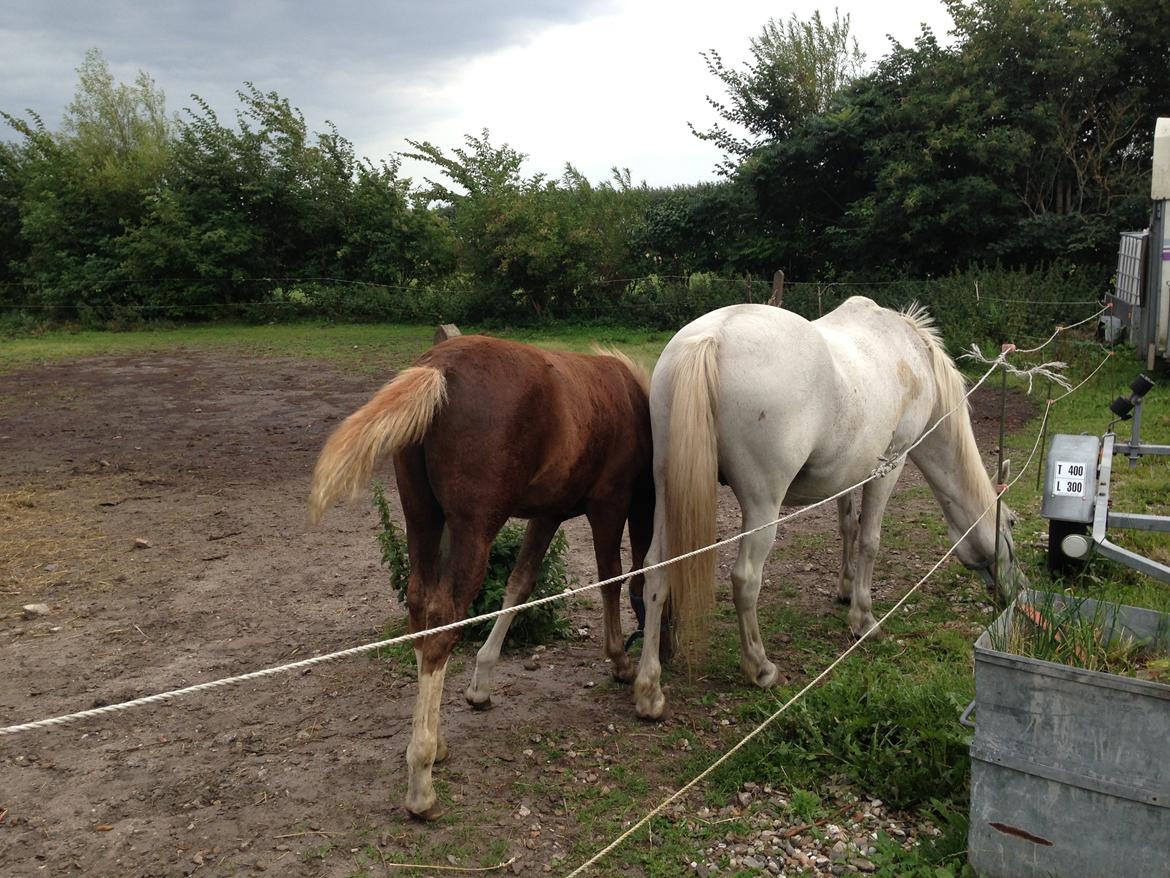 DSP Zippo on fire - Robina og Zippo billede 13