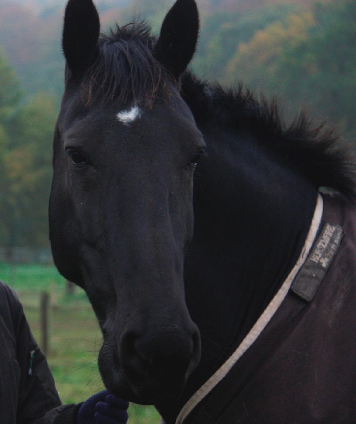 Anden særlig race Miro billede 13