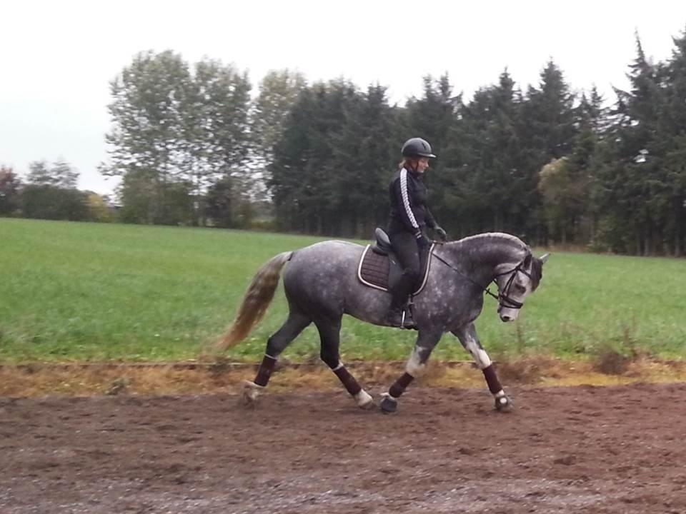 Welsh Partbred (Sec F) Gravens Fairytale (SOLGT) billede 10