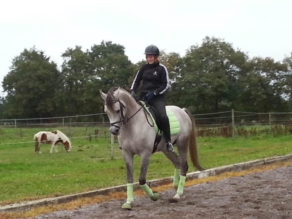 Arabisk fuldblod (OX) Wermont billede 4