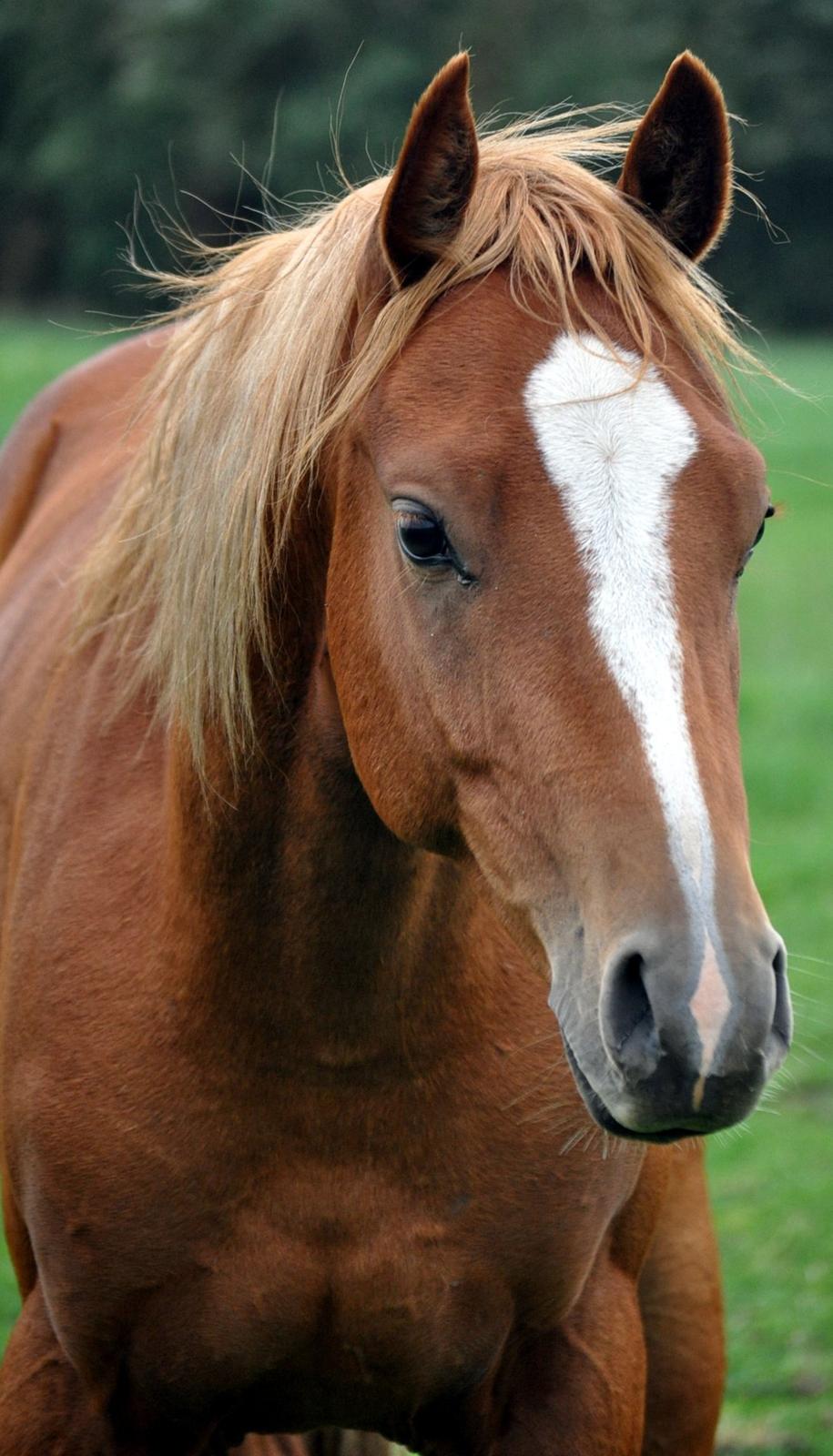 DSP Lykkehøjs Wildfire of Dornik billede 9