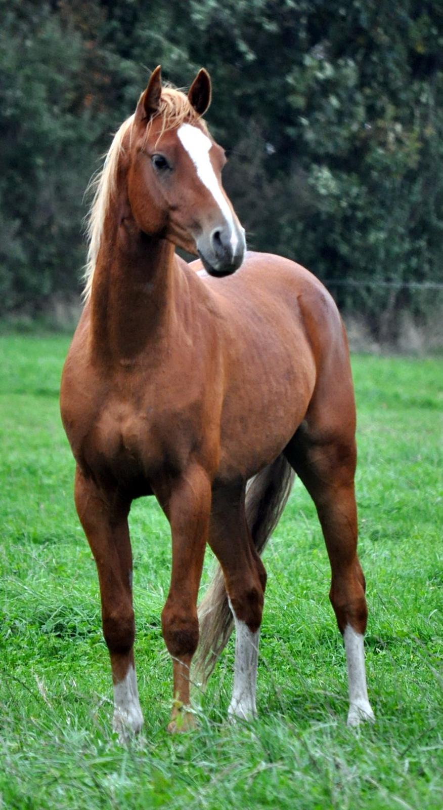 DSP Lykkehøjs Wildfire of Dornik billede 1