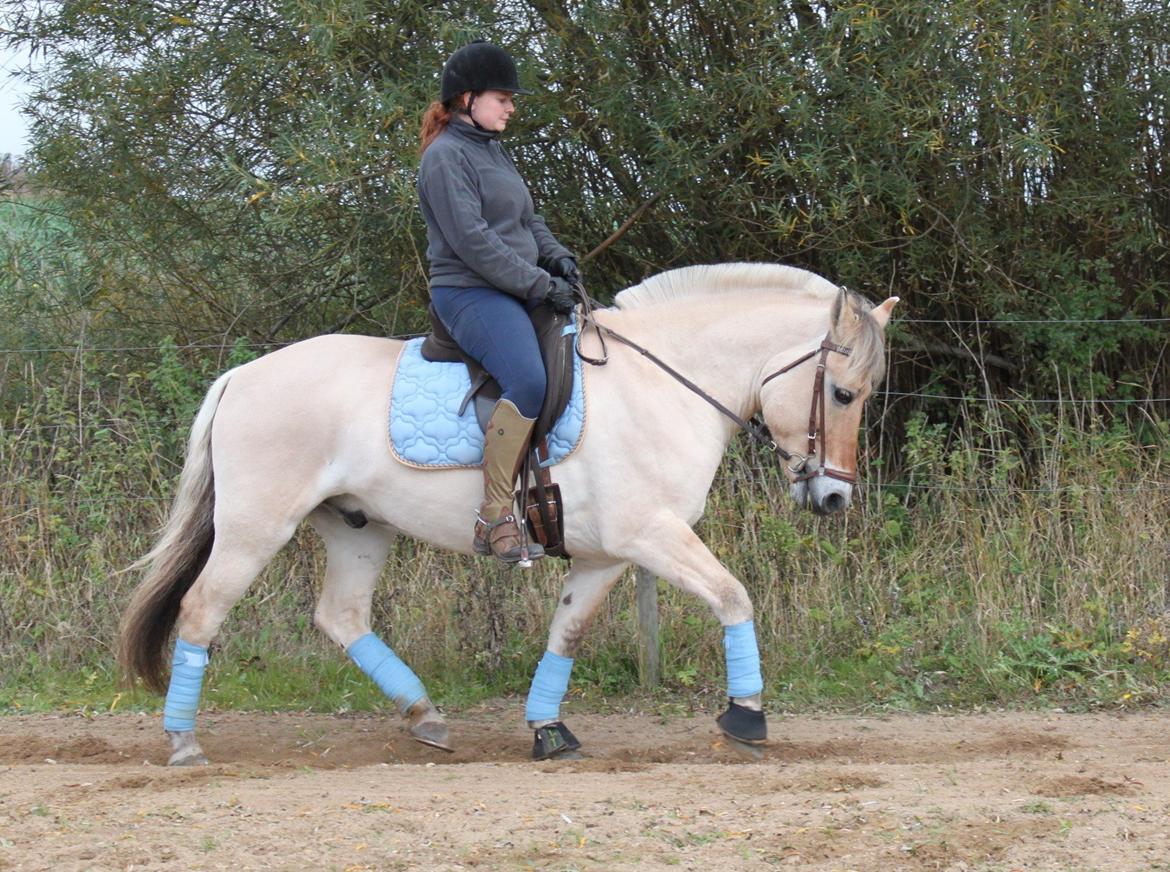 Fjordhest Annasmindes Sylvester billede 21