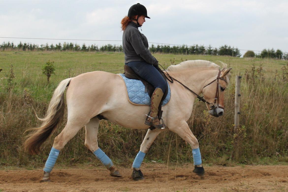 Fjordhest Annasmindes Sylvester billede 22