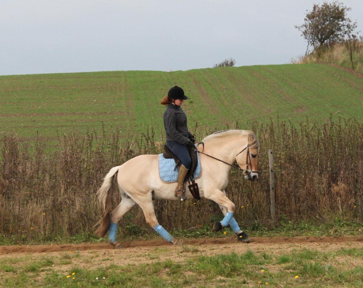 Fjordhest Annasmindes Sylvester billede 23