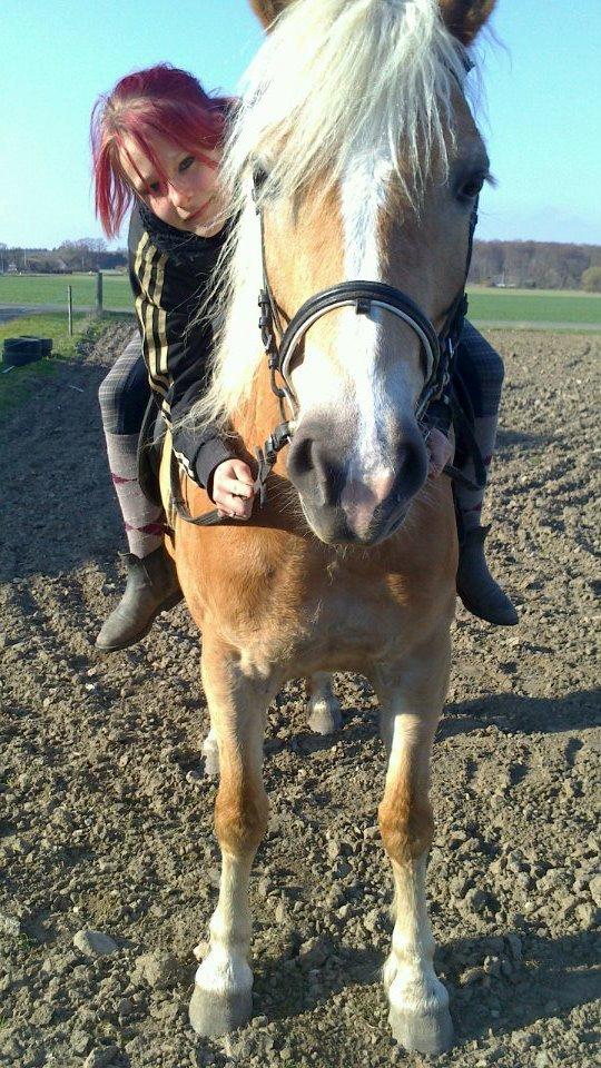 Haflinger Frederikke! - Efteråret 2012! billede 5