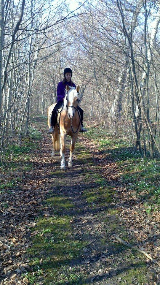 Haflinger Frederikke! - Foråret 2013! -Tur i skoven med søster! billede 11