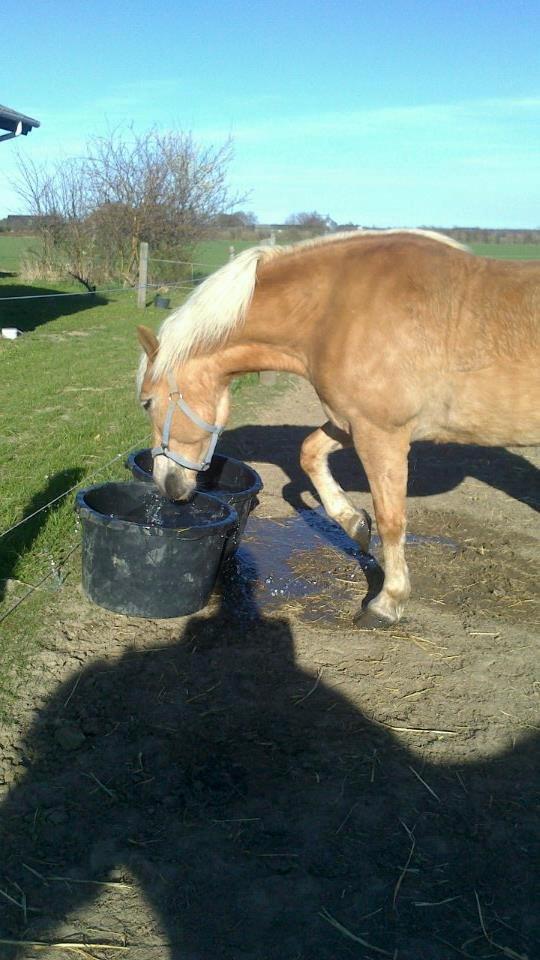 Haflinger Frederikke! - Sommeren 2013! billede 12