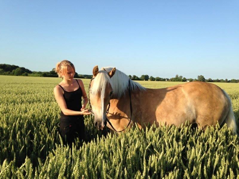 Haflinger Frederikke! - Sommeren 2013! billede 13