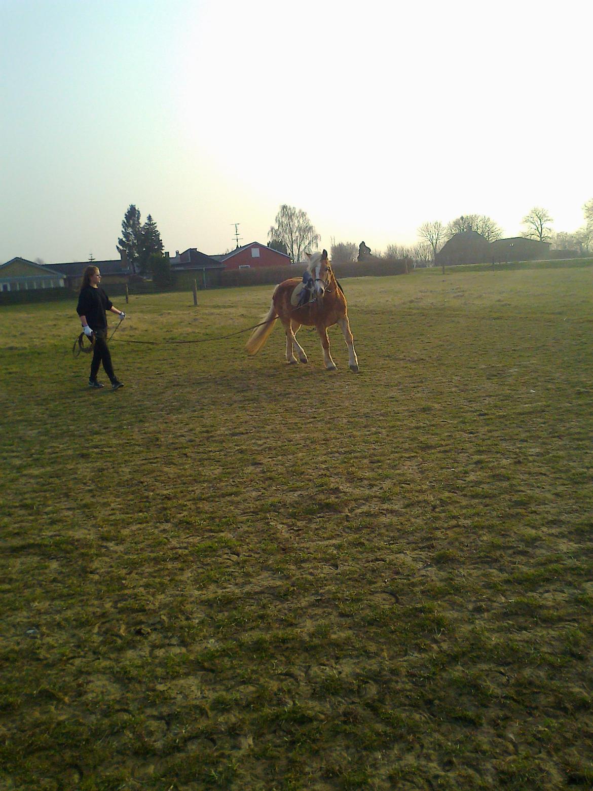 Haflinger Frederikke! - Foråret 2011!
Første gang hun var i longe, det var ikke noget for hende! billede 2