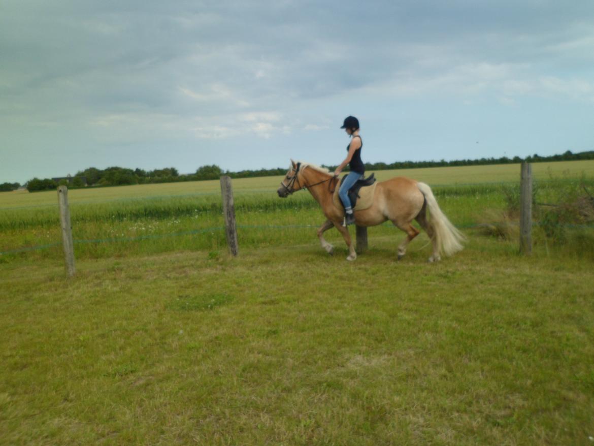 Haflinger Frederikke! - Sommeren 2011! billede 3