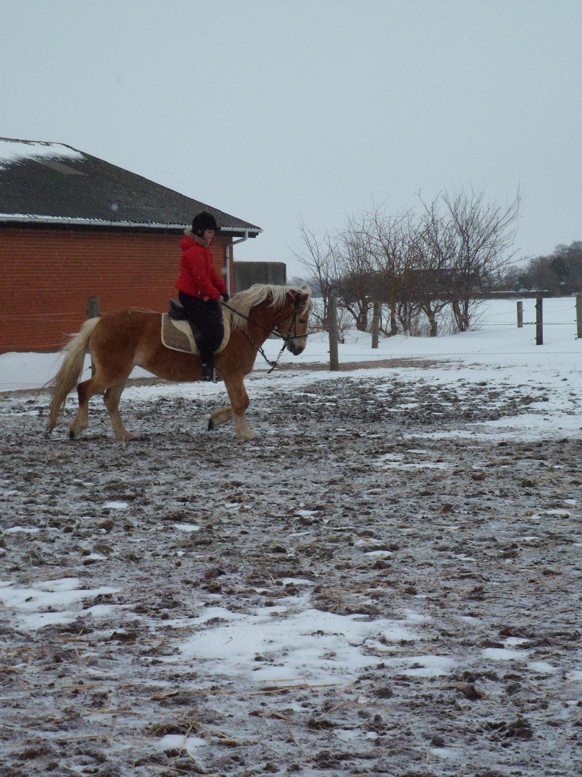 Haflinger Frederikke! - Vinteren 2012! billede 7