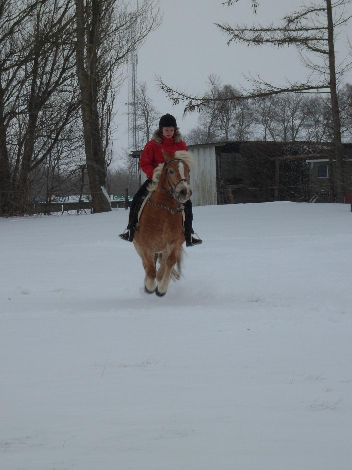 Haflinger Frederikke! - Vinteren 2012! billede 8