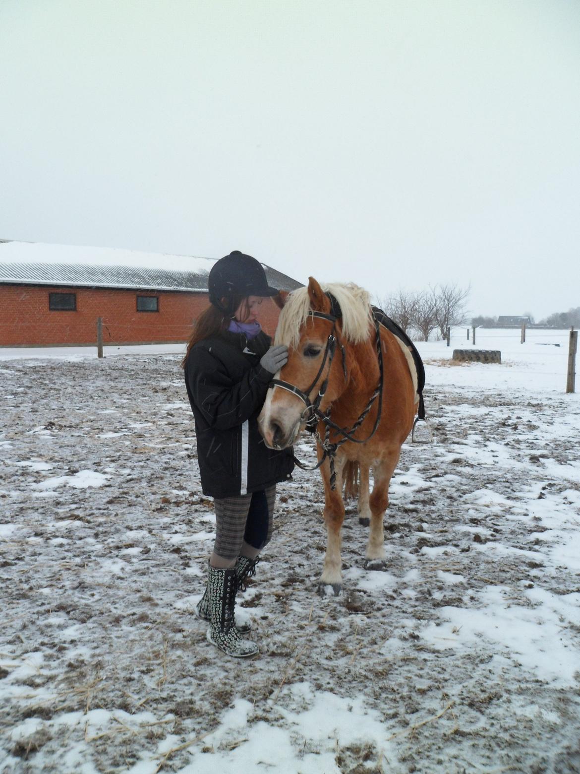 Haflinger Frederikke! - Vinteren 2012! billede 9