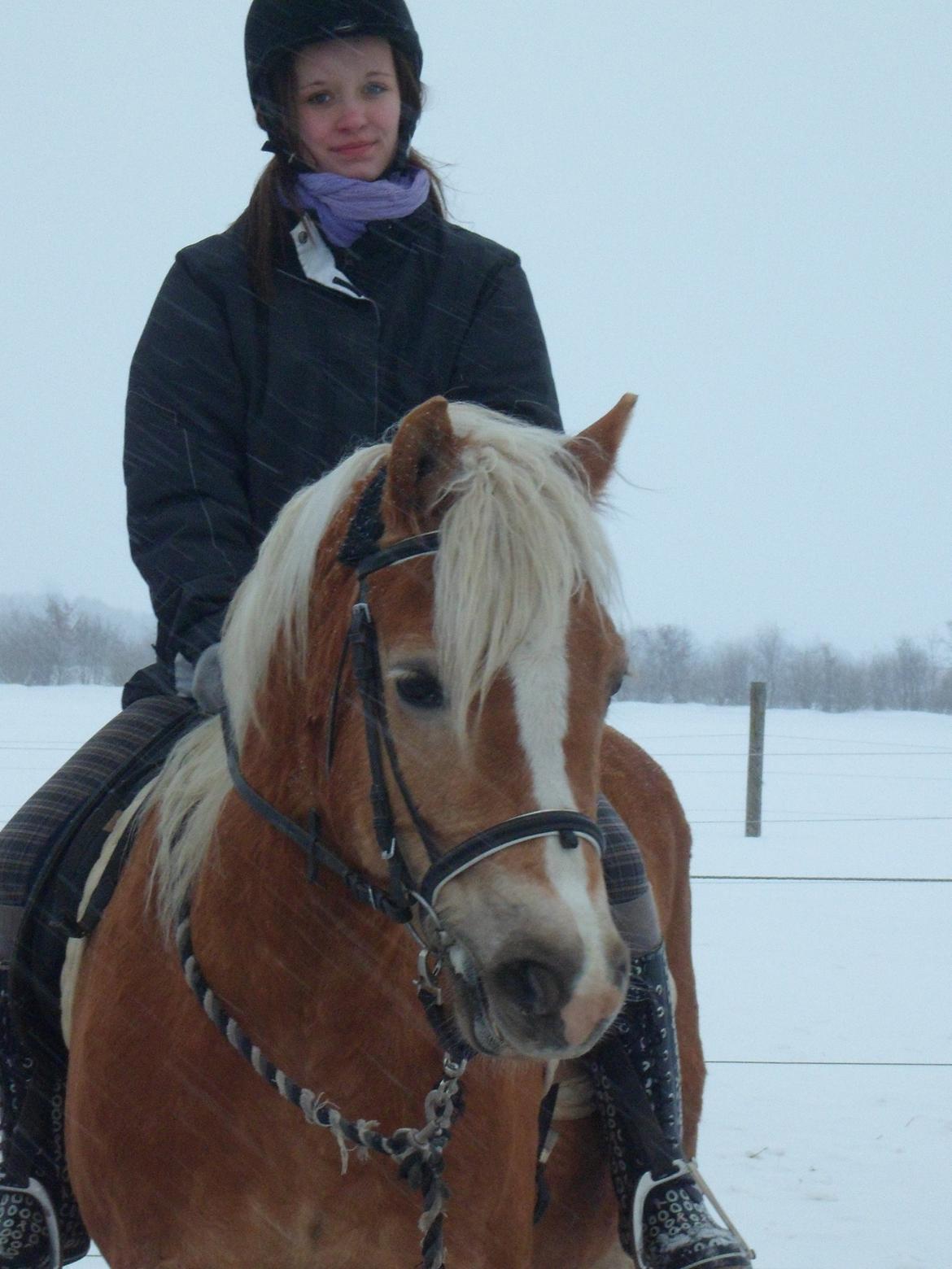 Haflinger Frederikke! - Vinteren 2012! billede 10