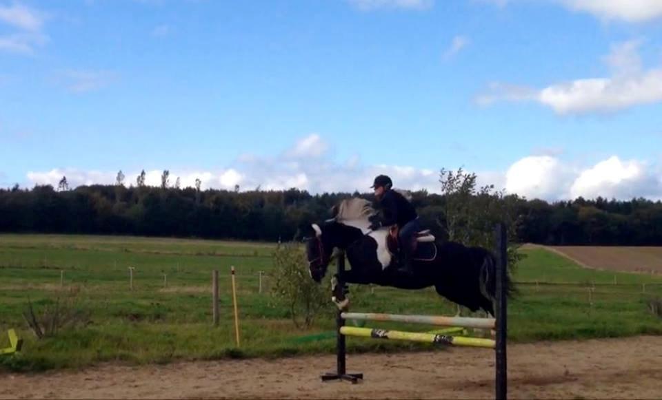 Anden særlig race Boston (en ener) (stjernen)  <3 billede 3