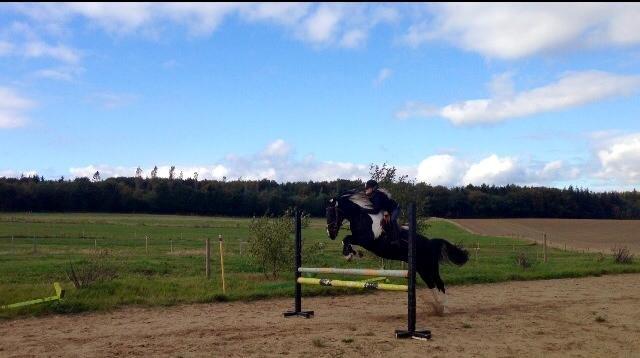 Anden særlig race Boston (en ener) (stjernen)  <3 billede 5