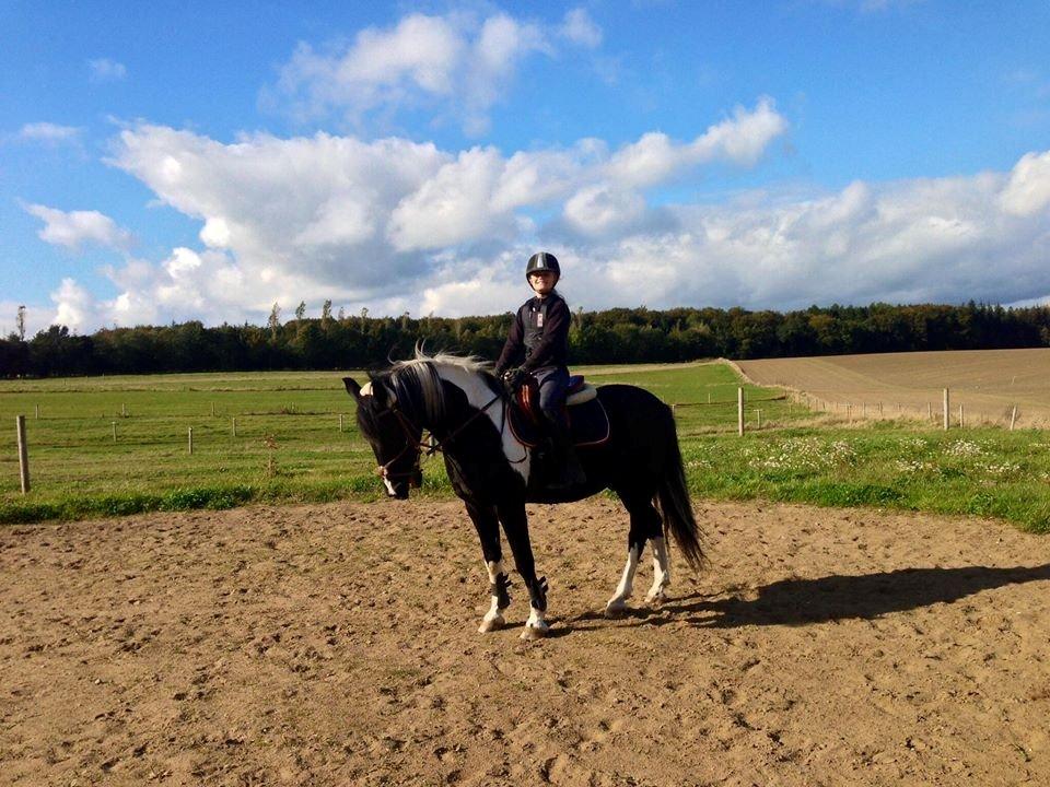 Anden særlig race Boston (en ener) (stjernen)  <3 billede 19