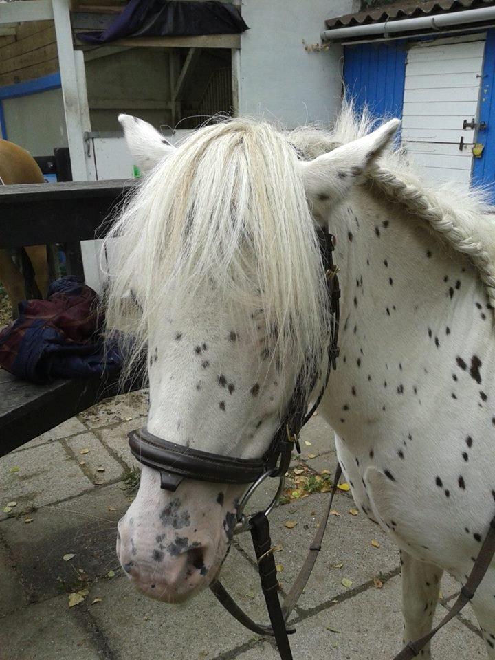 Knabstrupper Susi af Kaldred *Prinsessen* - I love you more than words can say <3 billede 19