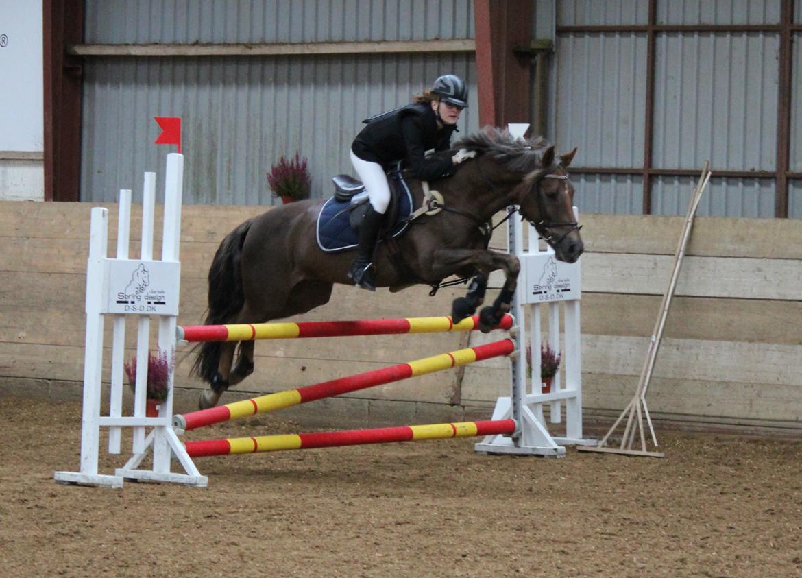 DSP Kærvangs GoldenFox billede 15