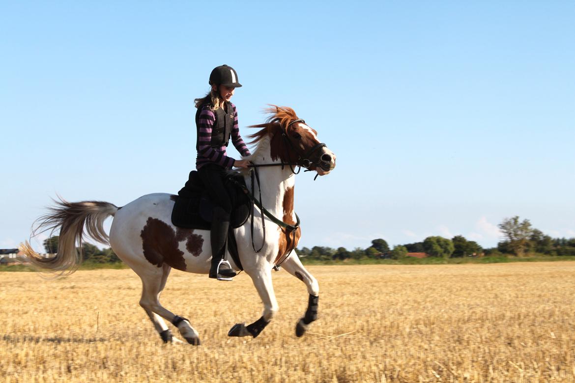 Pinto Sally billede 16