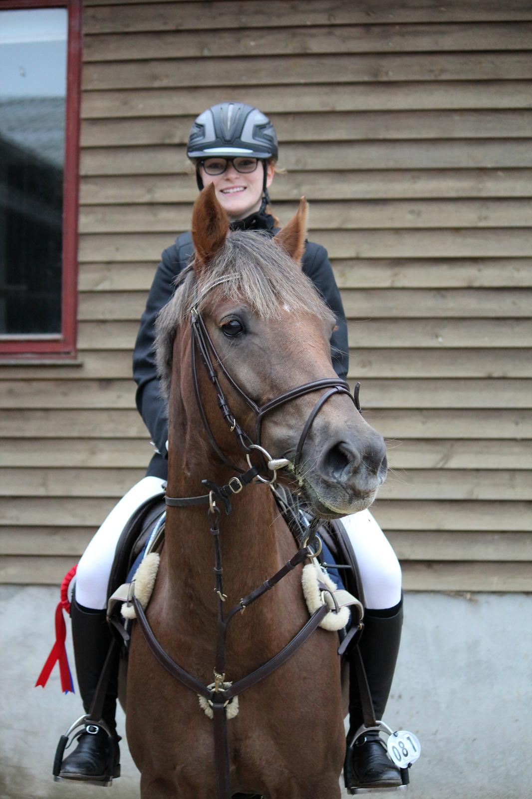 DSP Kærvangs GoldenFox billede 5