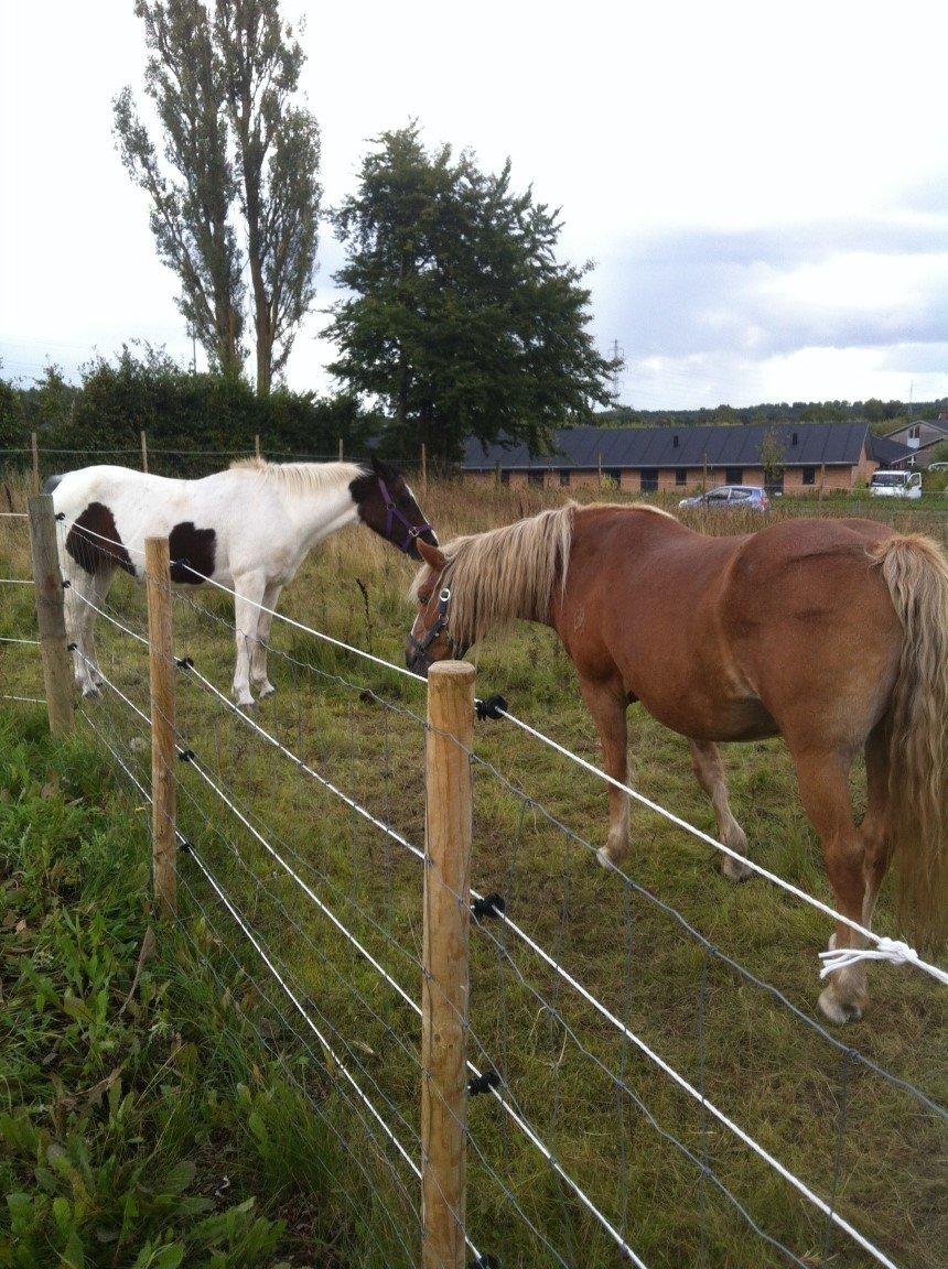 Pinto Kezia - Kezia og min anden hoppe Fulvia :) billede 10