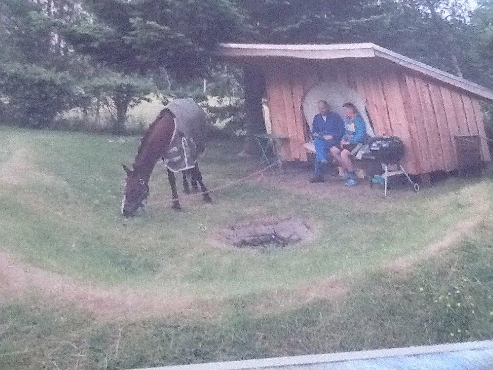 Anden særlig race Tabasco SOLGT Himmelhest billede 12