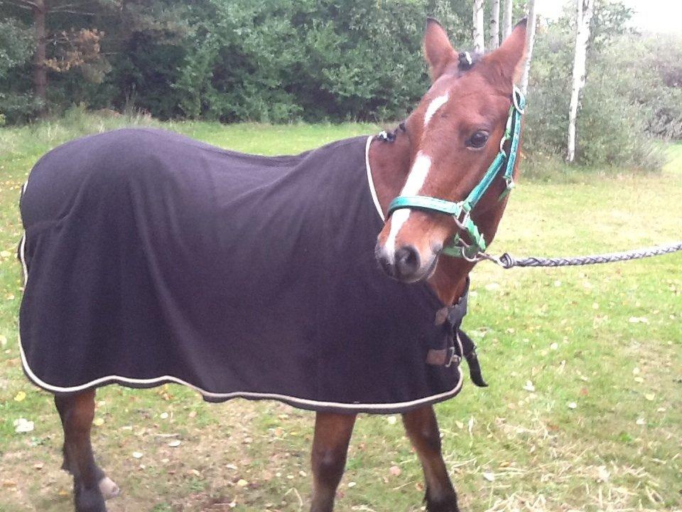 Anden særlig race Tabasco SOLGT Himmelhest billede 16