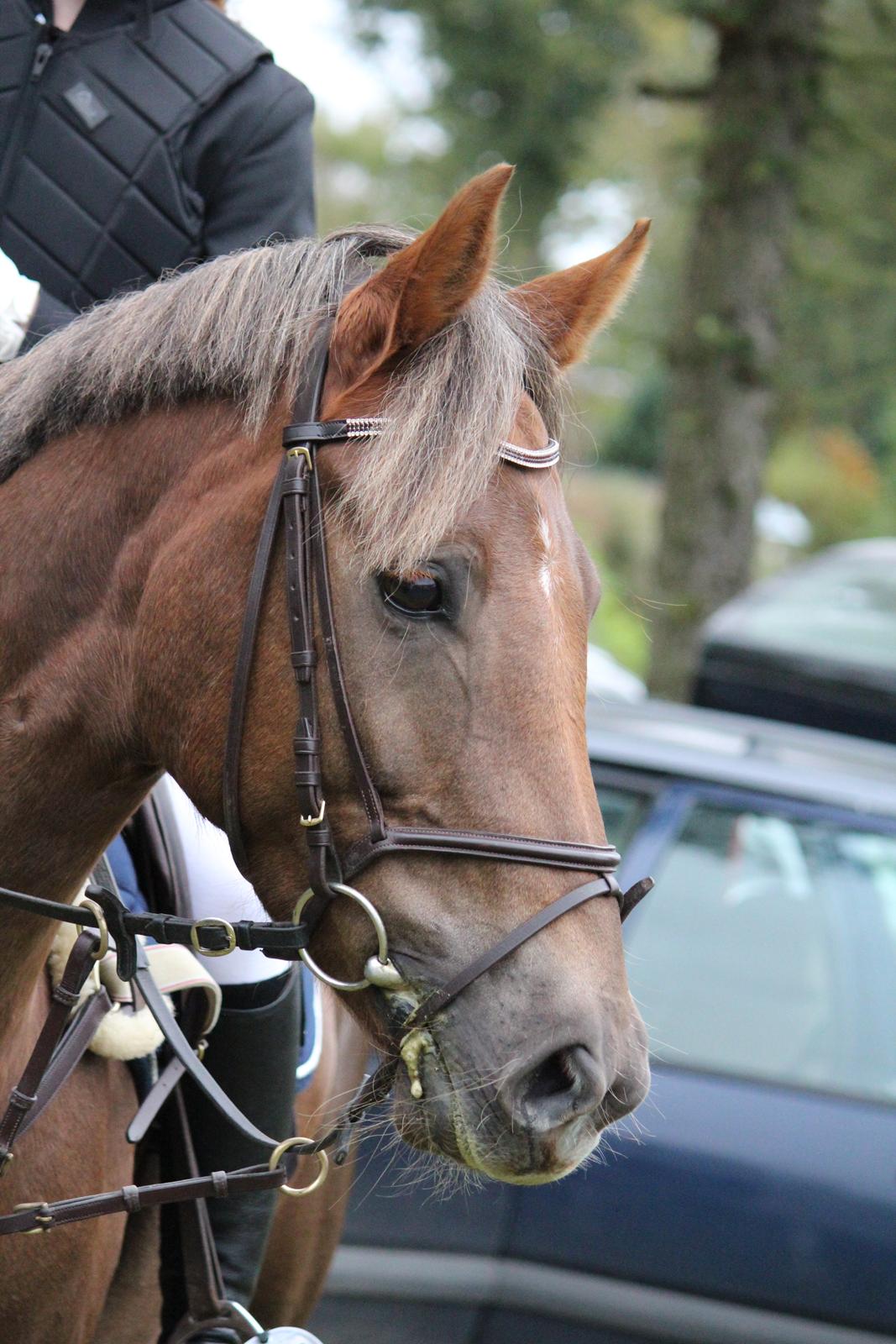 DSP Kærvangs GoldenFox billede 12