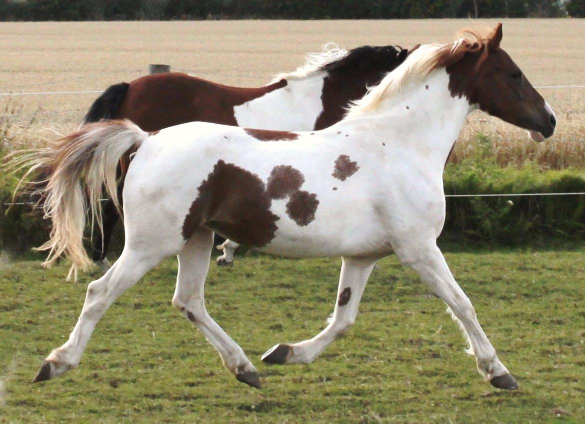 Pinto Sally billede 3