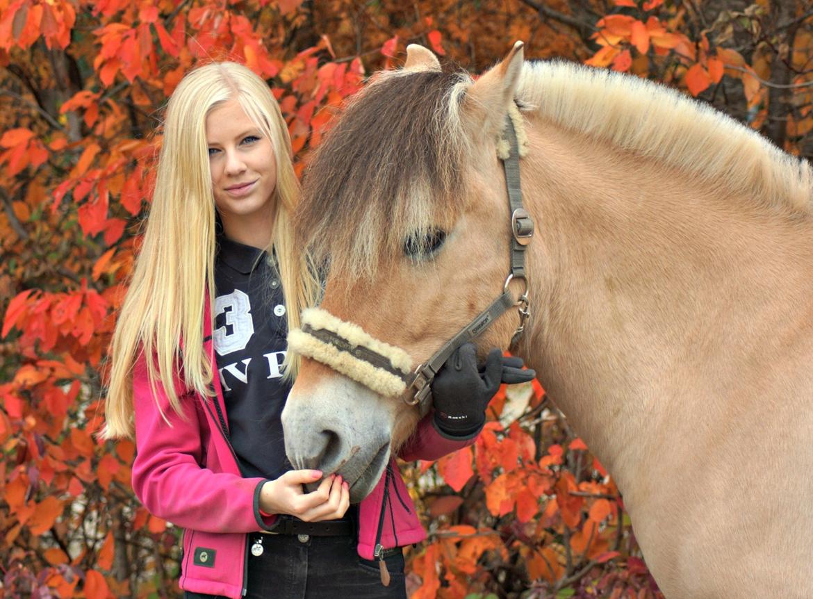 Fjordhest Viktor Vårby *Guldklumpen* - NYT* Efteråret 2013 <3 billede 3