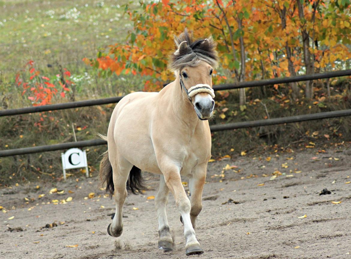 Fjordhest Viktor Vårby *Guldklumpen* - NYT* Efteråret 2013 <3 billede 5