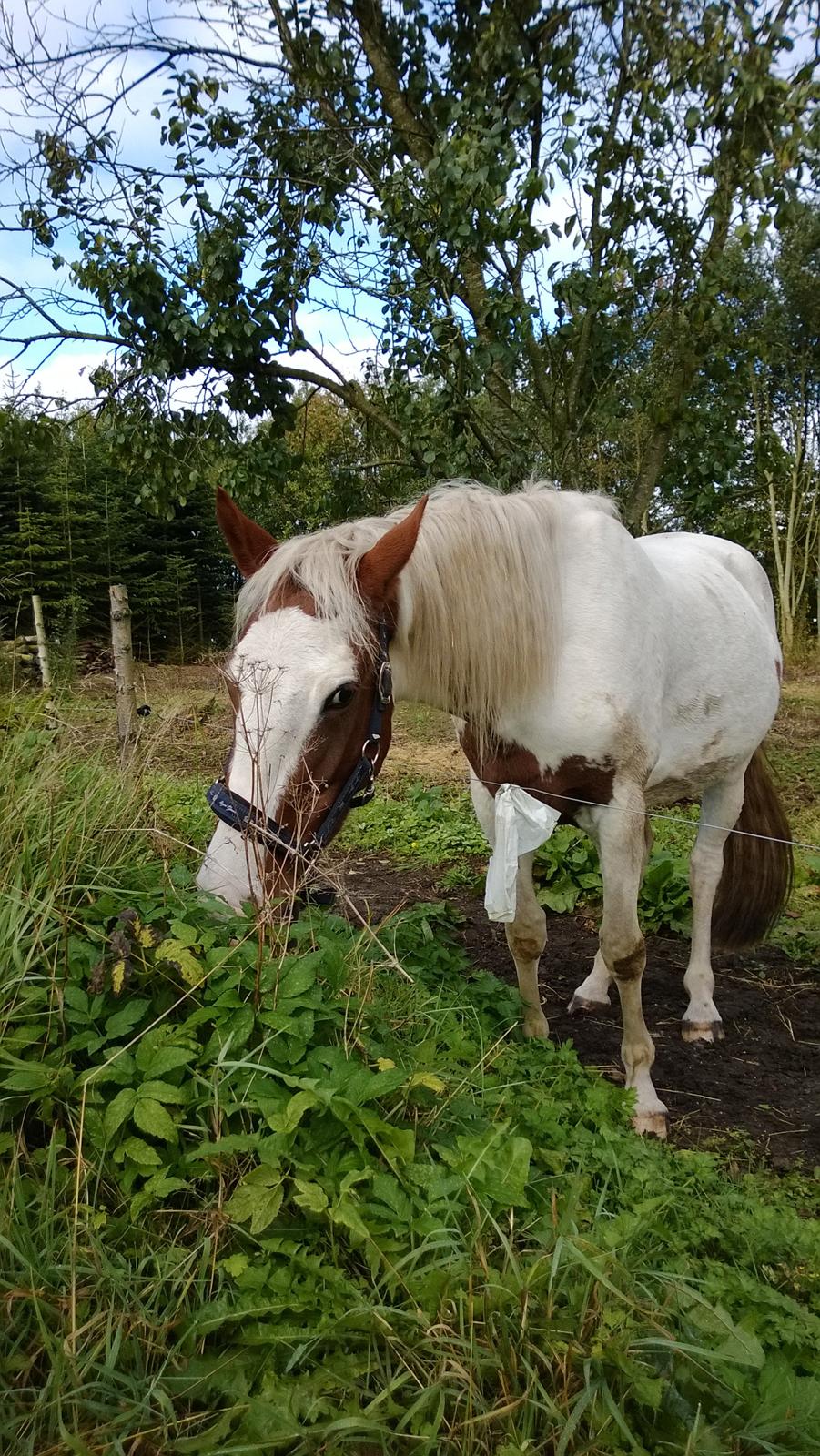 Barockpinto Langsigen Flint <3 - <3 billede 9