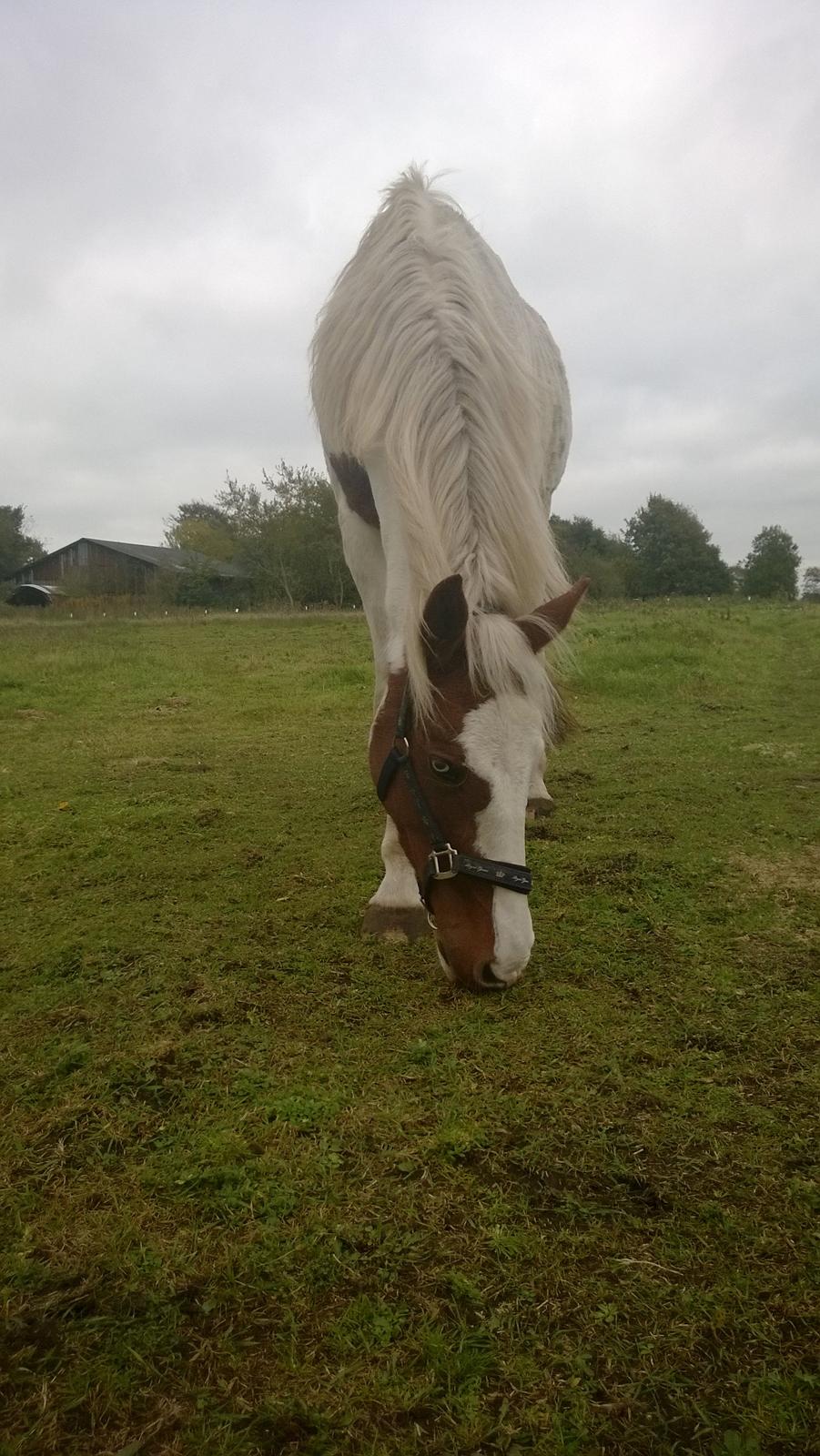 Barockpinto Langsigen Flint <3 - Efterårsdag på marken...:-) billede 14
