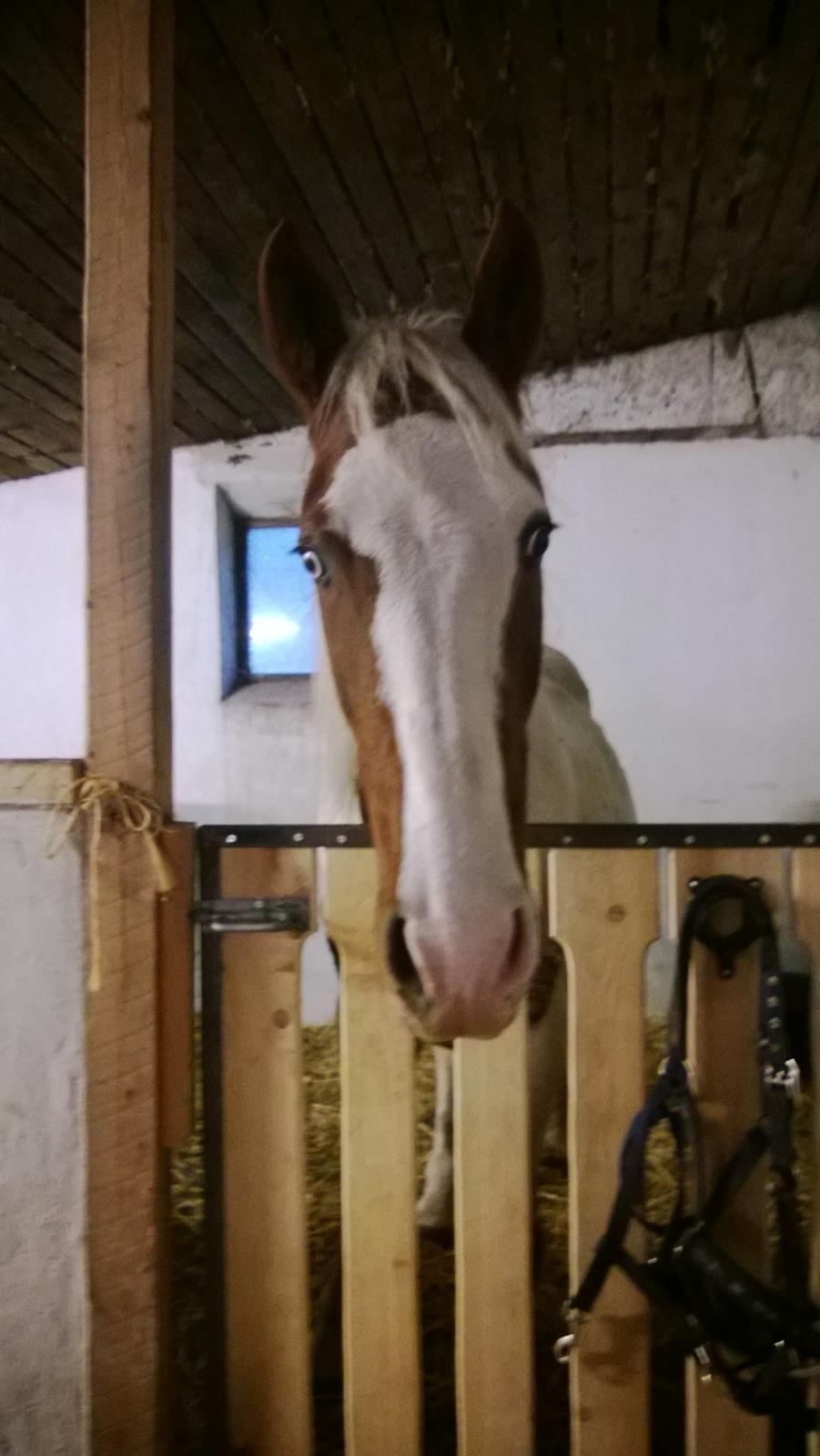 Barockpinto Langsigen Flint <3 - hans øjne er så smukke! :-* billede 16