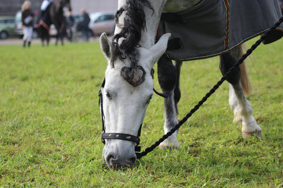 Anden særlig race WHAT A SURPRICE | SP <3 - Krøllefrans bliver luftet ;) foto. Laura Nikolajsen  billede 16