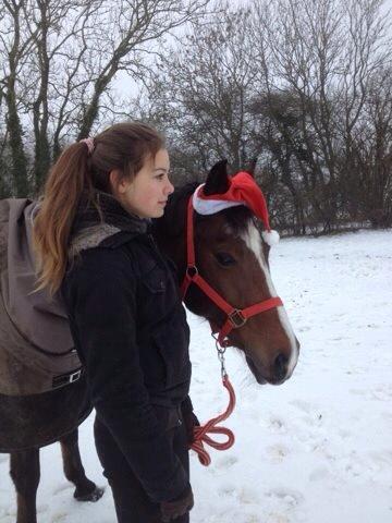 Dansk Varmblod Liberty - Jul <33 billede 12