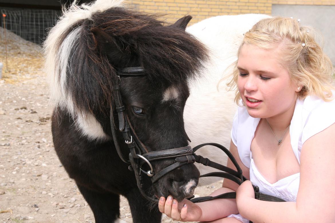 Shetlænder Olivia - Skatten <3 (Himmelhest) billede 1