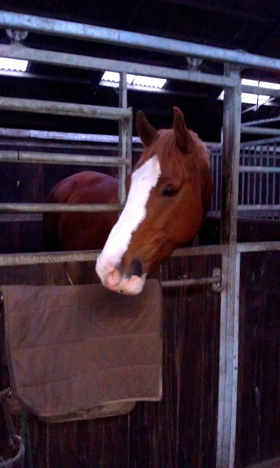 Dansk Varmblod Caiser - September 2011. Flyttet til SKO.  billede 20