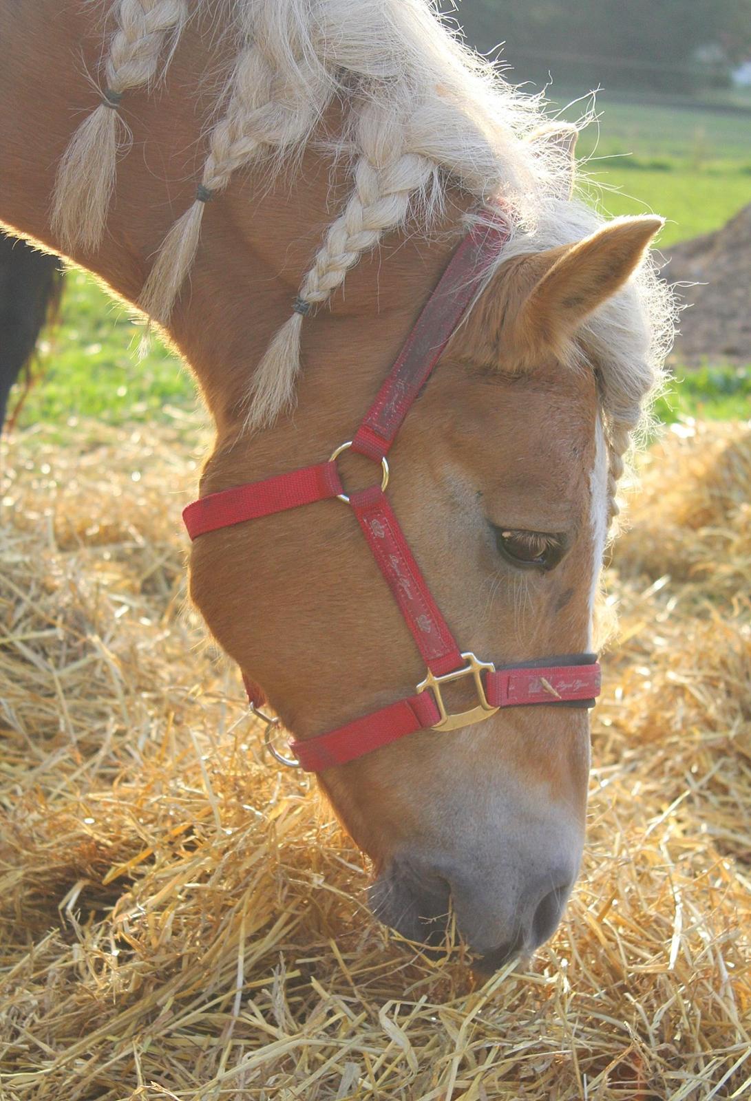 Tyroler Haflinger Tessa (Koen) billede 6