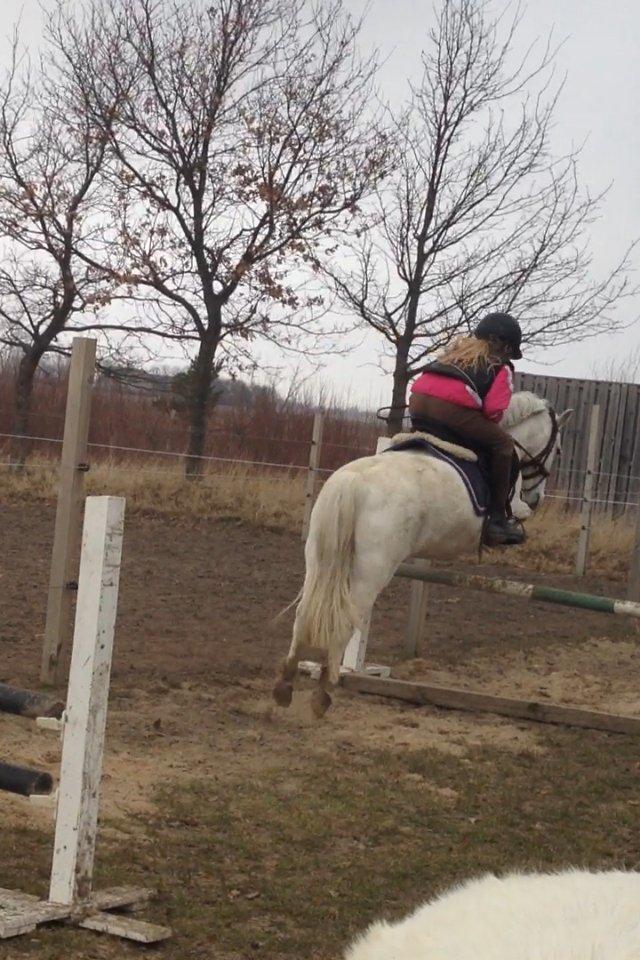 Welsh Mountain (sec A) Coco Zeylex billede 12