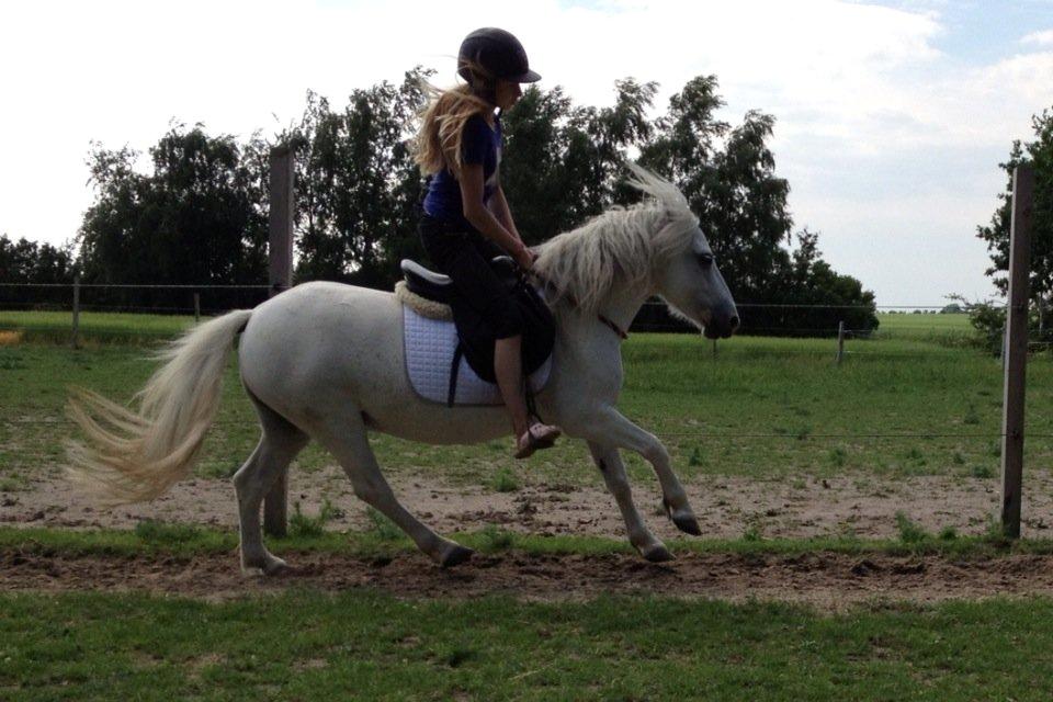 Welsh Mountain (sec A) Coco Zeylex billede 13