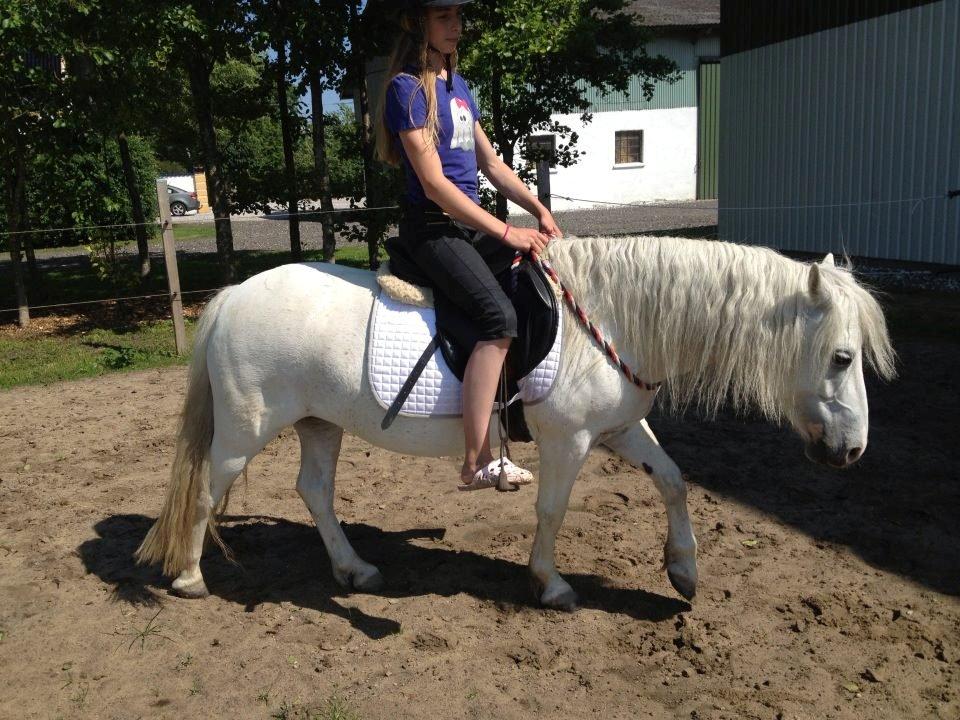 Welsh Mountain (sec A) Coco Zeylex billede 14