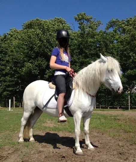 Welsh Mountain (sec A) Coco Zeylex billede 16